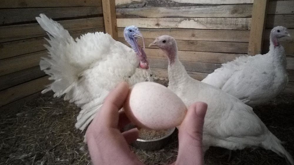 Угорське якісне інкубаційне яйце