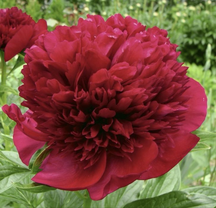 Саджанці півоній / Саженцы пионы