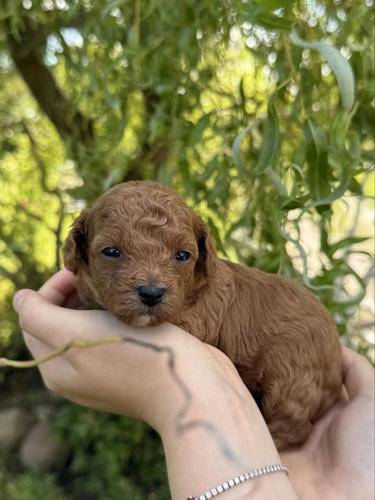 Malutki piesek Maltipoo F1B