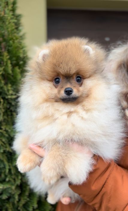 Померанський шпіц