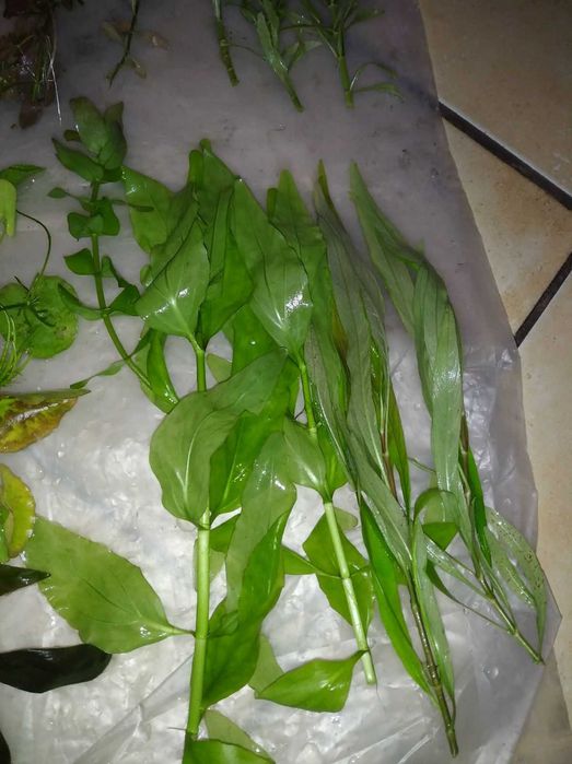 Акваріумні  рослини (ціна за набір)