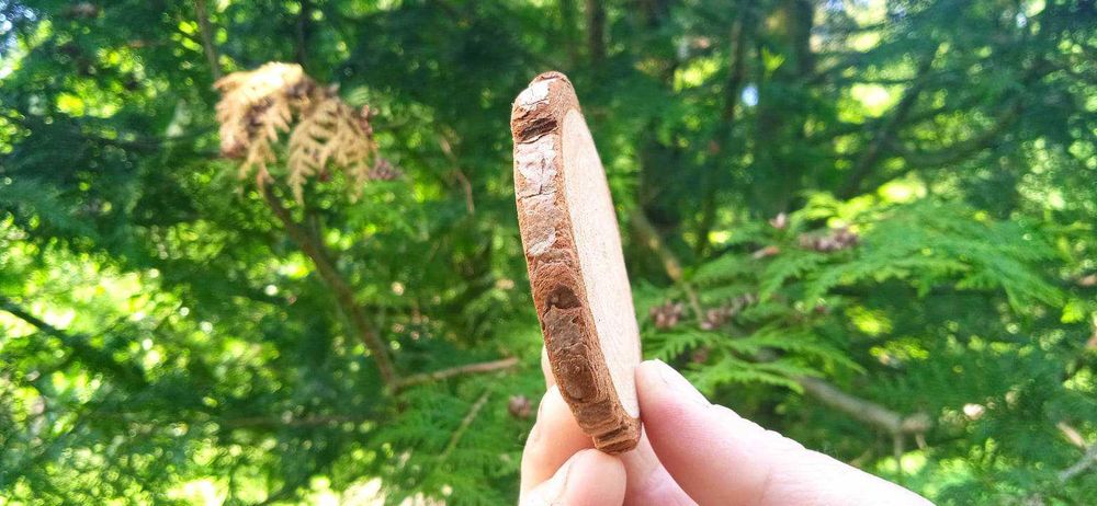 Plastry drewna 3 metry kwadrat., Krążki drewniane,2-10 cm, na ścianę