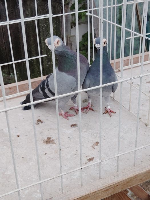 Gołębie ozdobne Brodawczak Polski