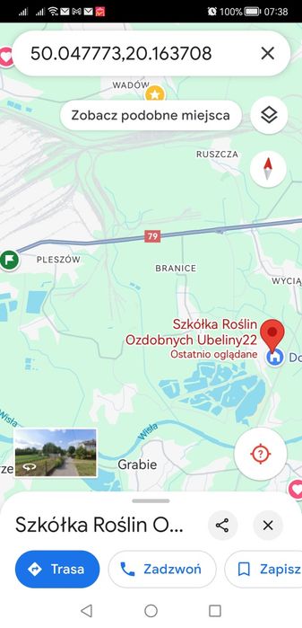 tuja tuje różne odmiany 2m nowa huta