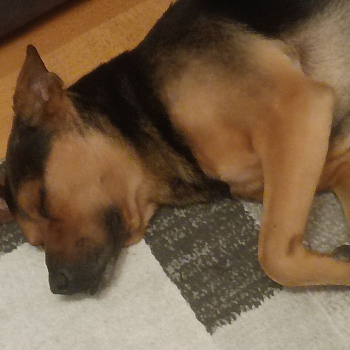 Znaleziono pieska w Radymnie, proszę o kontakt