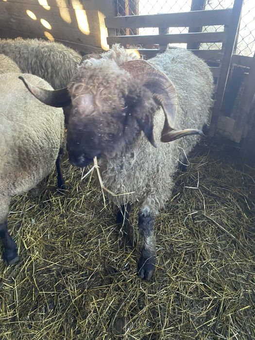 Baran Czarnonos sprzedam