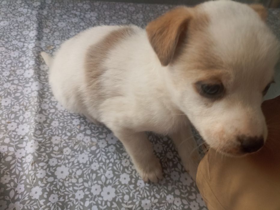 Отдам цуценят в хорошие руки