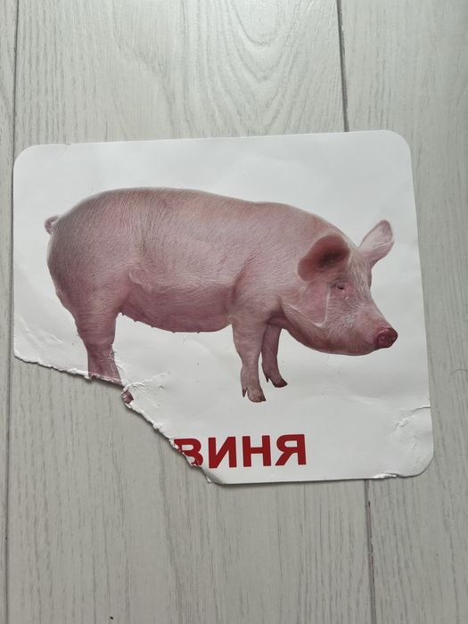 Моя перша валіза, картки Домана