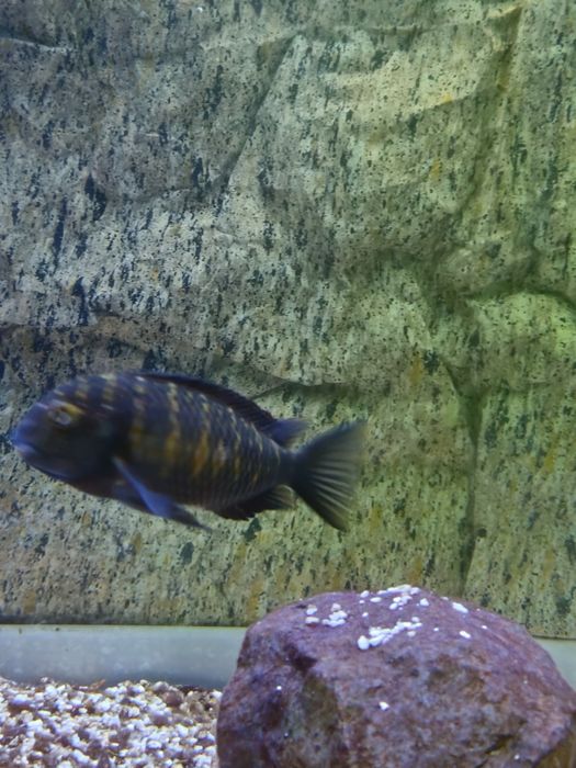 Peixes Tropheus Lago  Tanganika