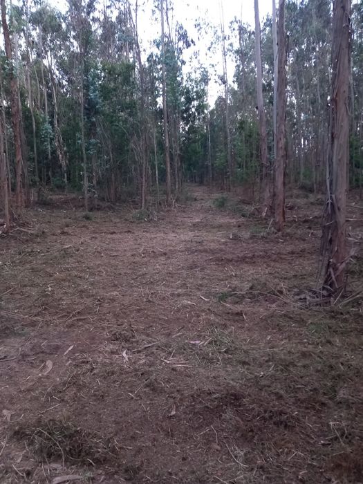 Limpezas de terrenos/entre outros trabalhos