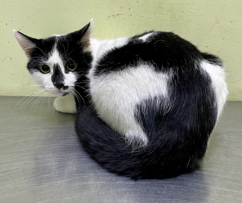 Кот котенок мальчик черный белый