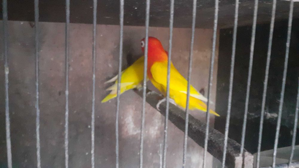 Agapornis Fischers