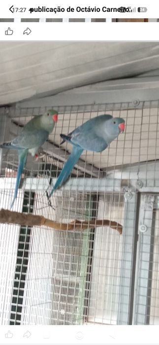 Ring Necks sexados