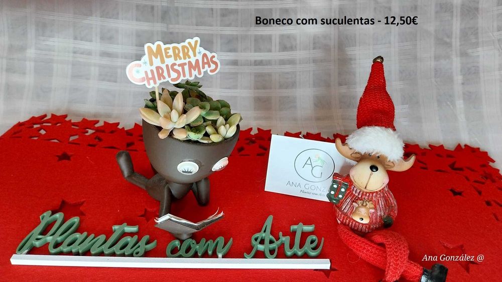 Plantas aéreas, suculentas e decoração artística - Plantas com Arte