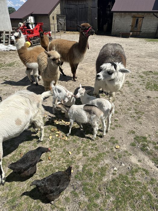 Kozy 3 szt. 3 miesięczne Alpaki