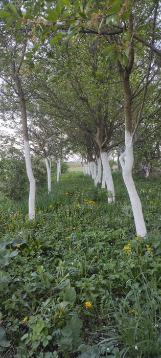 Незавершене будівництво і земельна ділянка