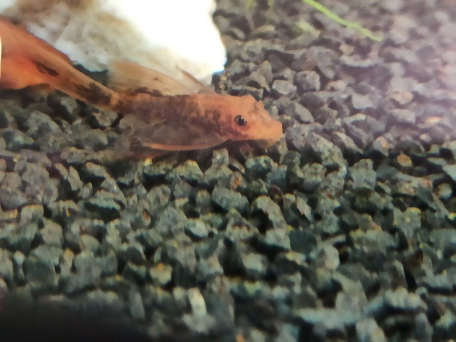 Ancistrus LDA16 glonojad zbrojnik