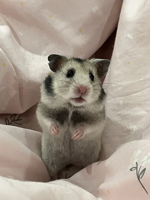 Chomik Syryjski Samiczka