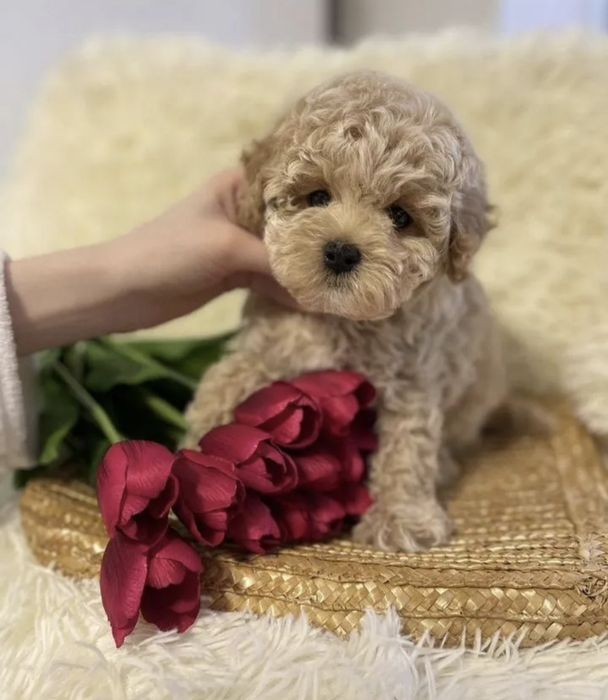 Мальтипу в поисках родителей