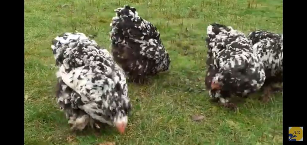 Інкубаційні яйця кури Кохінхін мраморний