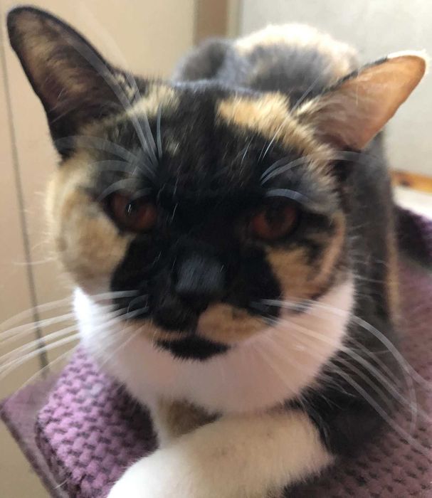 kotka brytyjska do hodowli rodowód FPL