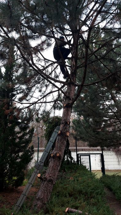 Ваш садівник. Обрізка дерев.