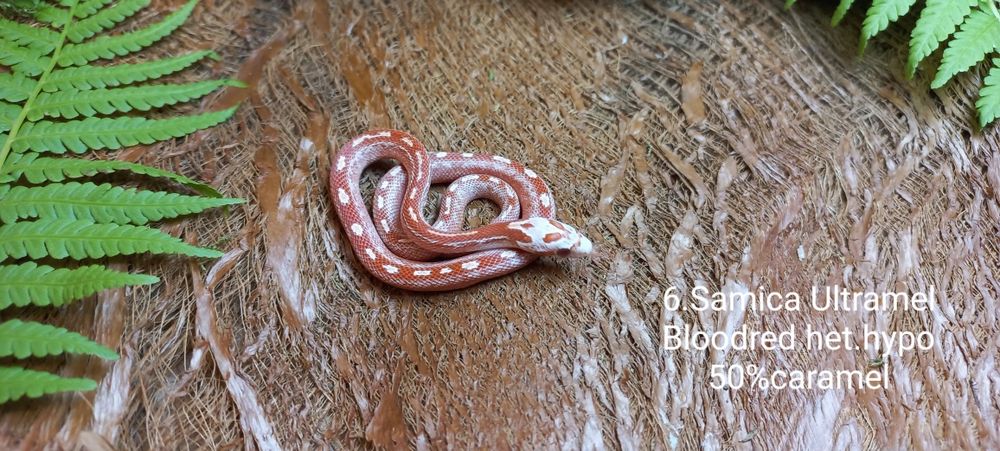 Wąż zbożowy. Tessera.  Ame.l Ultrame.l Bloodred. Młode