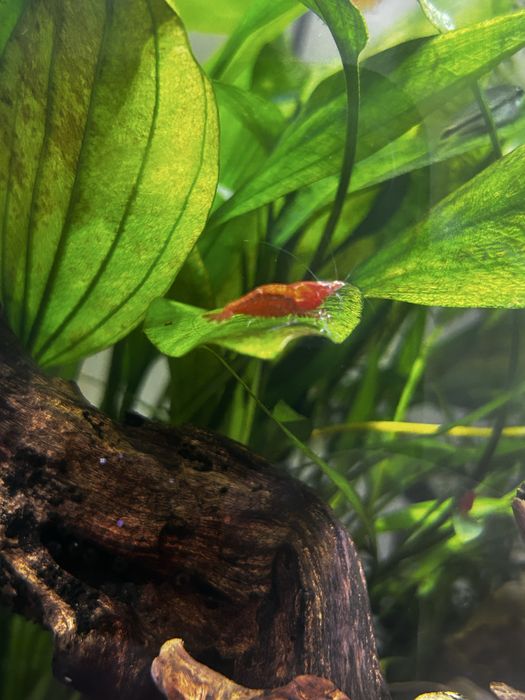 Krewetki red cherry