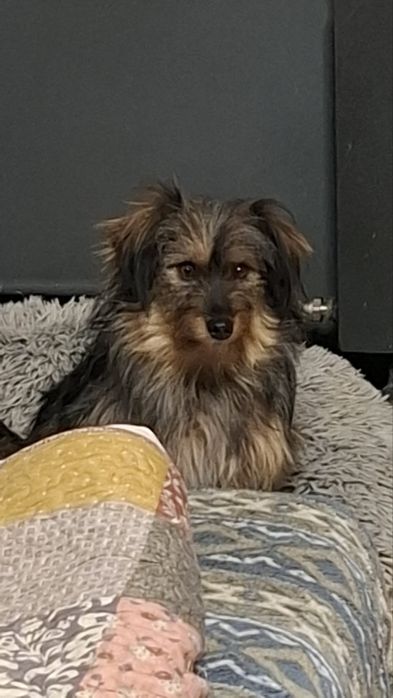 Rosa- delikatna sunia dla DOŚWIADCZONEGO domu