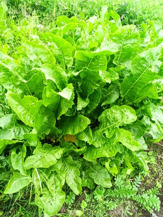 Piekny biały , ostry chrzan z własnegio ogrodu