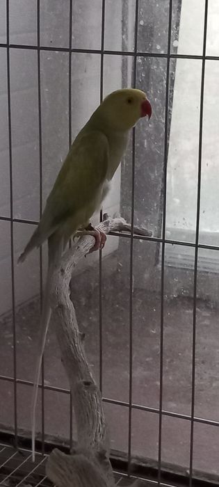 Ring necks prontos a criar