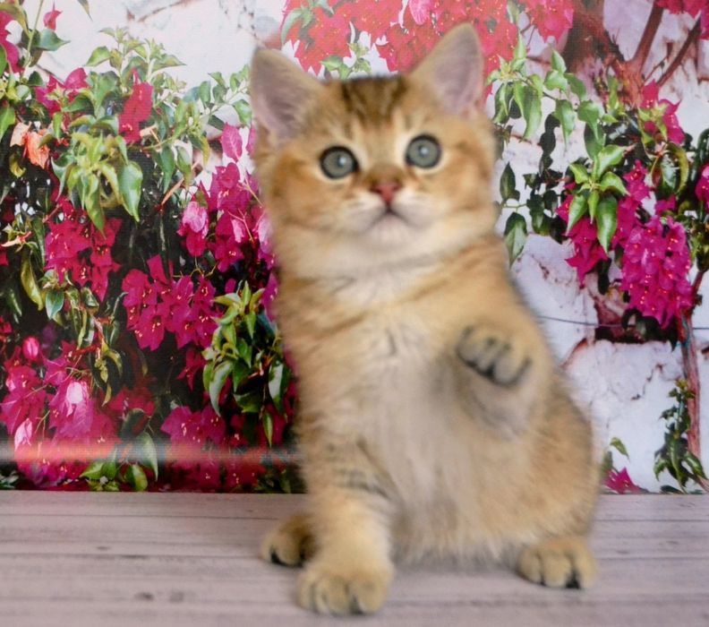 Кошенята з документами золота шиншила