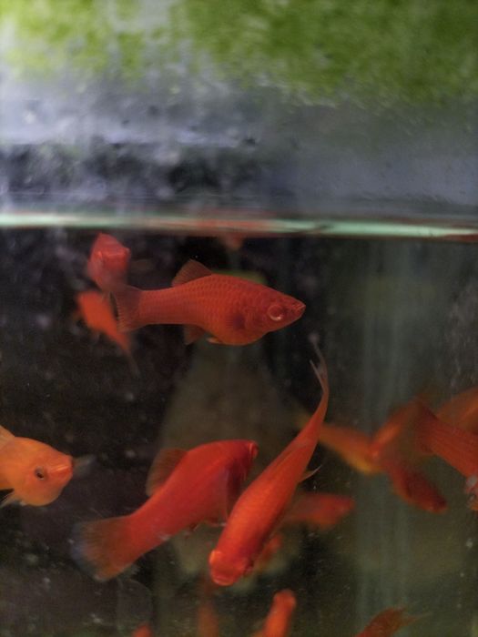 Mieczyk albino Red / Hamburg