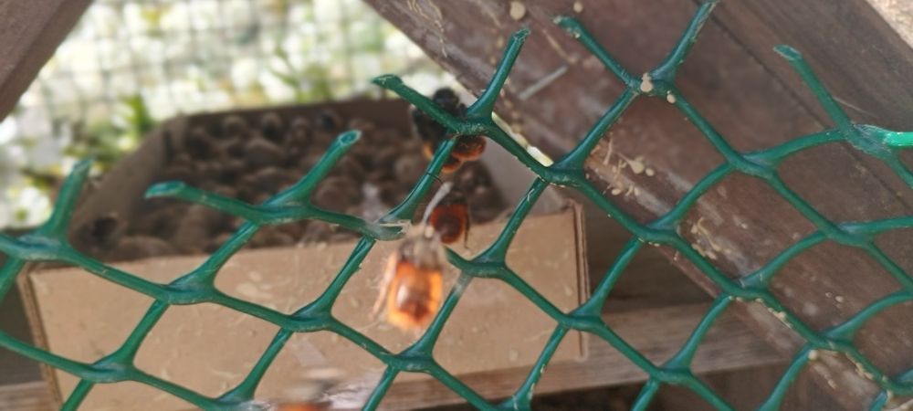 Kokony pszczoły rogatej , Produkcja integrowana , faktura VAT Rr