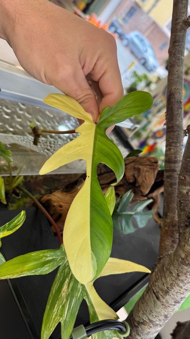 Philodendron Florida Beauty (Mudas)