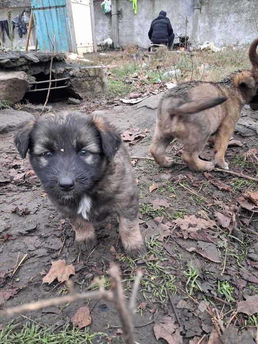 Чарівні цуценята в добрі руки