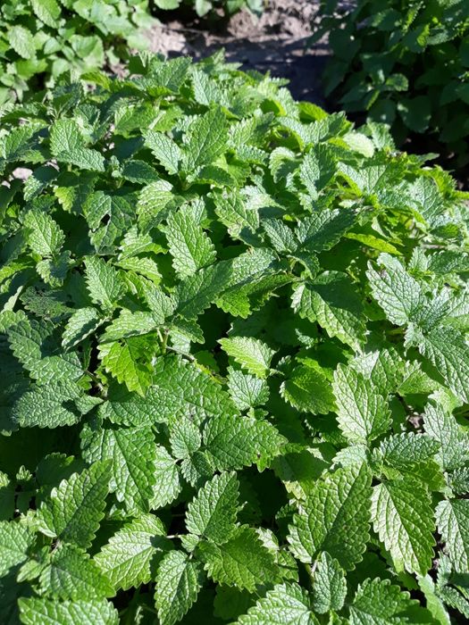 Меліса лист, лимонна