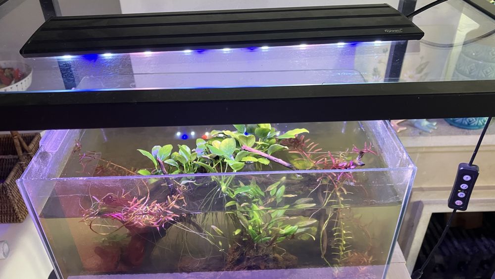 Luz de aquario com temporizador