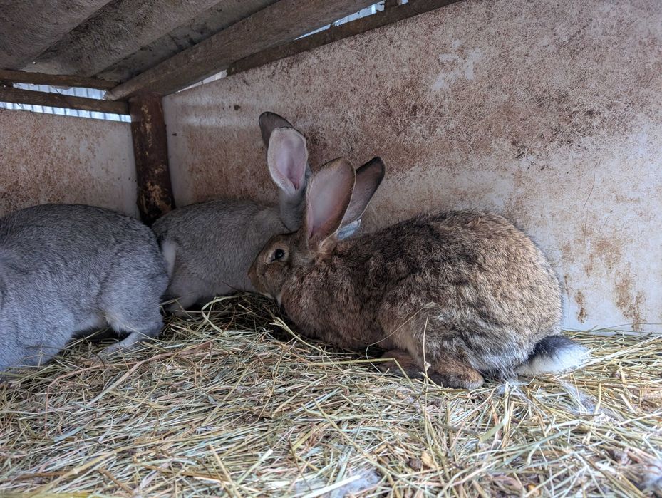 Króliki Samice Młode
