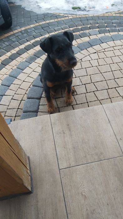 Do oddania jagterier  suczka.