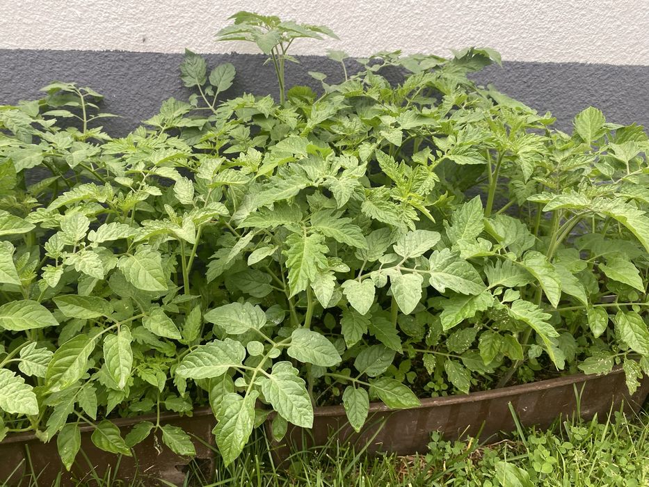 Sadzonki pomidorow  red cherry koralik