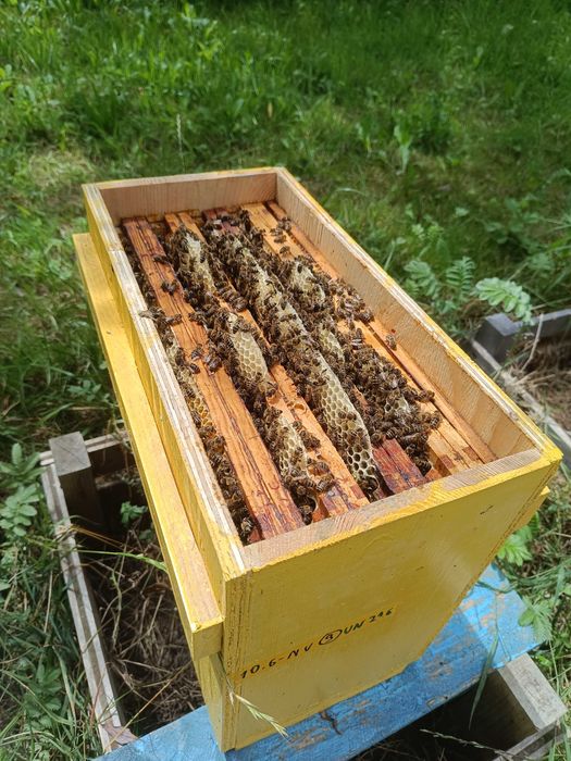 Odkłady pszczele pszczoły krainka dobra alpejka 5 ramkowe wlkp ule