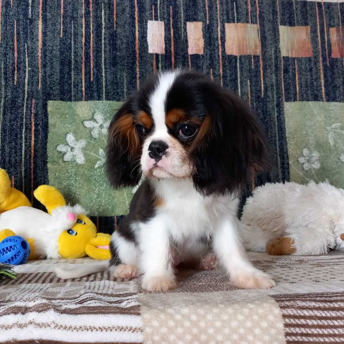 Кавалер кінг чарльз спаніель