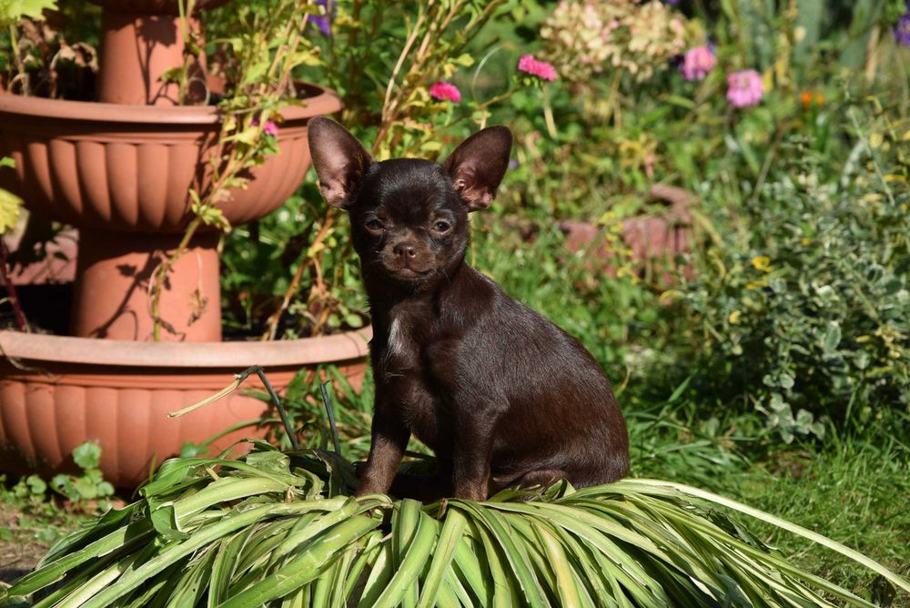 Chihuahua czekoladowa