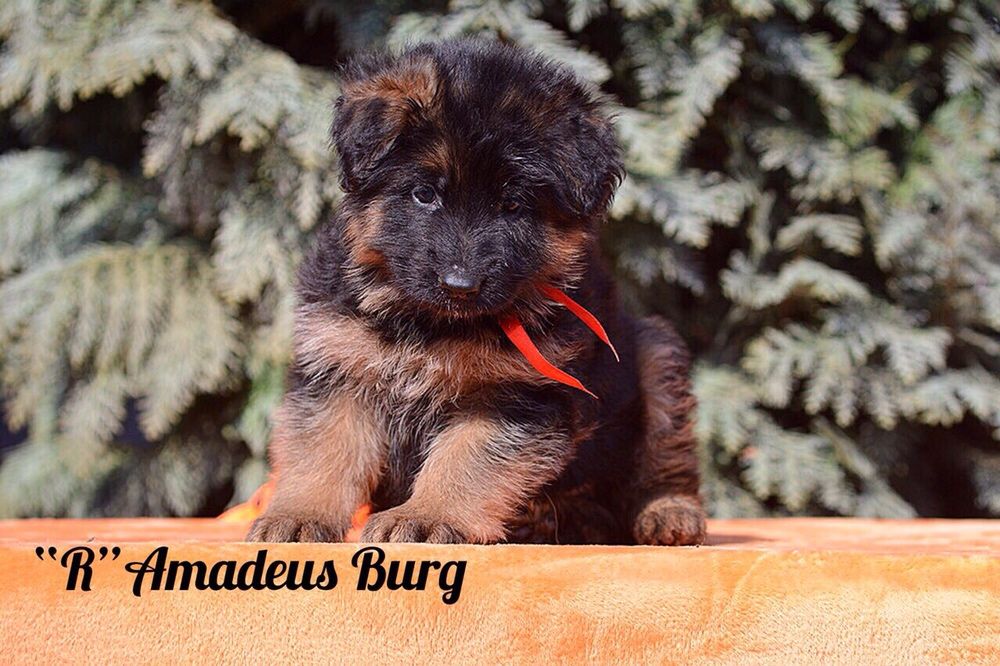 Щенки Немецкой овчарки