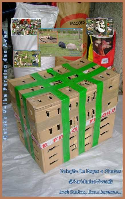 Galinhas D'Angola Gigantes Coloridas ( 70 cm unha ao bico + )