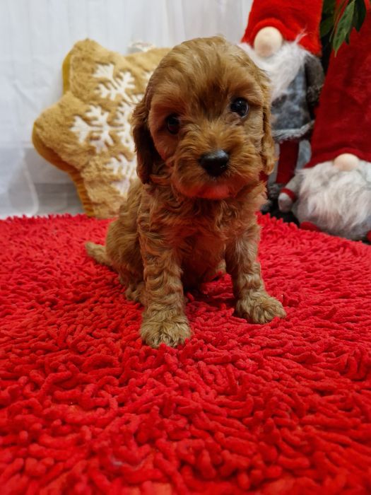 Cavapoo cavalier king Charles spaniel/pudel miniaturowy