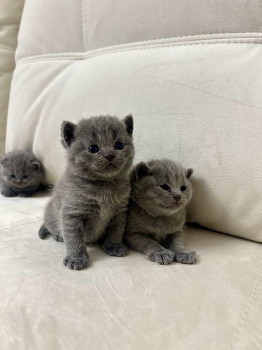 Британські кошенята