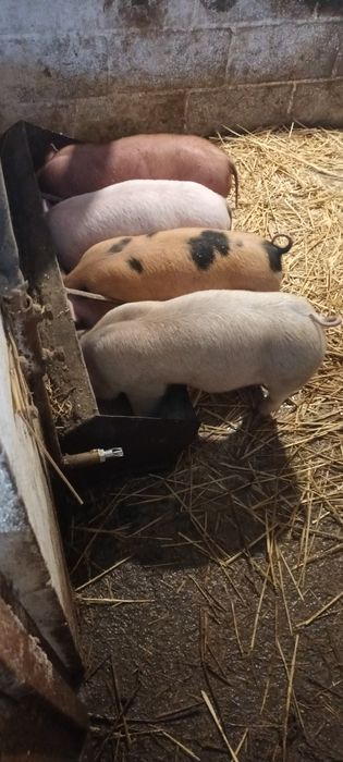 Гарні поросятка чекають на вас