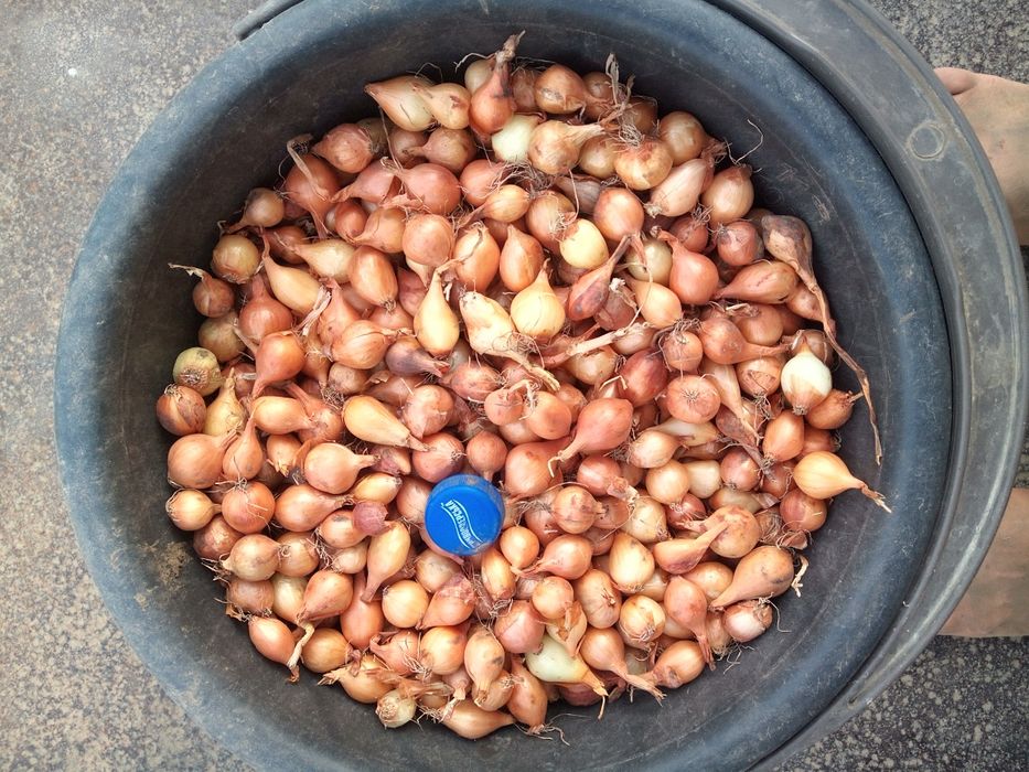 Лук севок арпажи